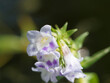 Limnophila oder cyrilla aquatica. Nahaufnahme von wunderschönen Trauben weißer Blüten von Grossblättriger Sumpffreund, die mit Lila markiert sind