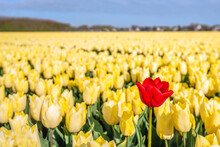 One Tulip In A Deviating Red Color Is In The Foreground Compared To The Other Regular Yellow Tulips. The Photo Was Taken On A Sunny Spring Day In The Field Of A Specialized Dutch Bulb Nursery.