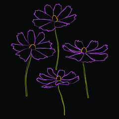 Wall Mural - Set of chalk style cosmos flower branch vector simple illustration isolated on black background. Outline hand drawn colored version. Floral vector for childrens illustration, summer design.