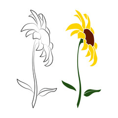 Wall Mural - Set of two open heliopsis blossom vector outline and color illustration isolated on white background. Vector sketch style top view hand drawing of wild, heliopsis, false sunflower.
