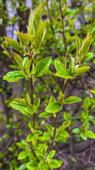 Naklejka na meble green leaves background