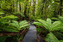 Rainforest Gallery Warburton In Victoria Australia