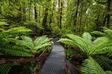 Canvas Print - Rainforest Gallery Warburton in Victoria Australia