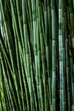 Fototapeta Dziecięca - Tropical Blue Bamboo tree stalks (Bambusa chungii) - stock photo