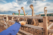 A Hand Feeds Ostriches At A Zoo Farm