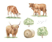 Watercolor Farm Animals Clipart Set. Cows Illustration Isolated On White Background. Cattle Clip Art.