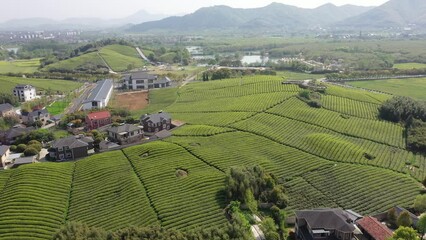 Wall Mural - tea plantation in mountain