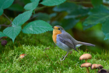 Das Rotkehlchen (Erithacus rubecula)