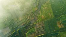 Rice Terrace Aerial Shot. Pictures Of Beautiful Terraced Rice Fields In The Morning When Foggy In Lombok