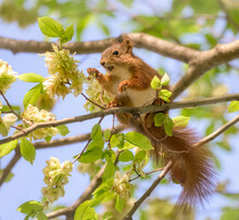 An European Red Squirrel, Sciurus Vulgaris, Feeding On Elm Tree Fruits, Elm Seeds Are Important Early Source Of Food For Wildlife In Spring, Germany