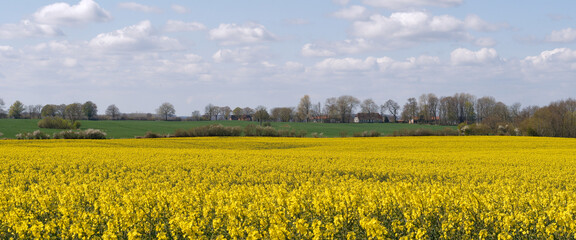 Wall Mural - Rapsblüte