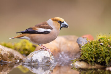 Wall Mural - Wild bird hawfinch (Coccothraustes Coccothraustes) portrait