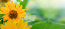 Yellow Flower Petals With Raindrops On Green Background On A Sunny Day. Banner