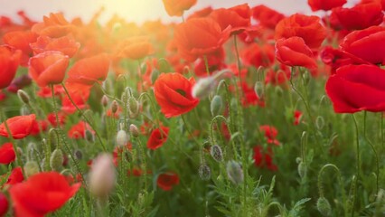 Aufkleber - Bright red poppies sway in the wind in the rays of setting sun. Camera moves through field of poppies, gimbal shot.