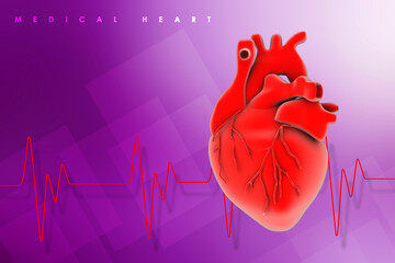 Wall Mural - 3d illustration  Anatomy of Human Heart 
