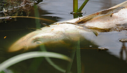 Canvas Print - Small fish near the head of a dead adult fish.