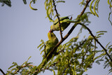 Fototapeta Londyn - Moment of tenderness between a pair of rose-ringed parrots