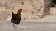 a hen walks along the road looking around
