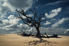 Old Trunk With Many Branches In Desert With Nice Cloudy Sky