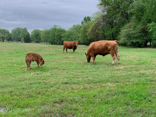 Wall Mural - Cows and calf in a pasture, grazing