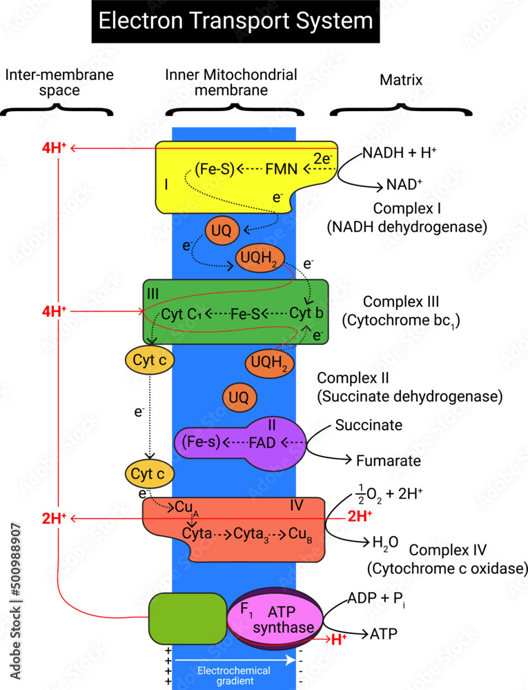 Electron Transport Chain is a series of compounds where it makes use of electrons from electron carrier to develop a chemical gradient