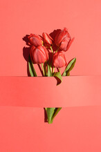 Creative Layout With Red Tulip Flowers On A Red Background. Flat Lay. Monochromatic Nature Concept With Copy Space For Mother's Day, Spring, Summer And Other Pruposes. Sunlight Outdoor Minimal Idea.