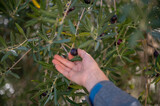 Fototapeta  - Picking black olives from a tree