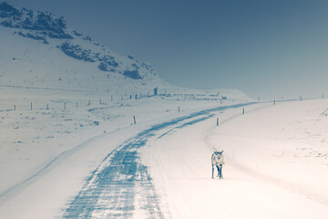 Wall Mural - Iceland 