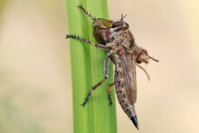 The Robber Fly (Asilidae) Preys On Various Insects. 
The Saliva Of Robber Flies Contains A Strong Poison, From Which The Captured Insect Instantly Dies.
