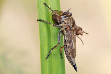 The robber fly (Asilidae) preys on various insects. 
The saliva of robber flies contains a strong poison, from which the captured insect instantly dies.
