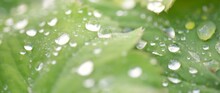 Fresh Green Leaves, Crystal Clear Dew Drops, Extreme Close-up. Natural Texture, Background, Macro Photography. Pure Nature, Ecology, Environment
