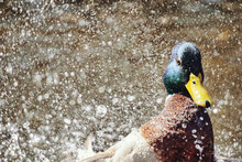 Duck In Pond And Splashed Water