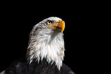 Fototapeta Nowy Jork - bald eagle portrait