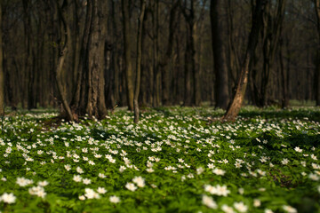 Wall Mural - Anemone nemorosa flower in the forest in the sunny day. Wood anemone, windflower, thimbleweed.