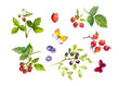 Set of wild berry - strawberry, raspberries, bueberries, blackberries. Also single berries, butterflies. Watercolor