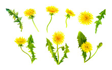 Dandelions Set. Bright Summer Yellow Flowers Bundle. Floral Watercolor Collection With Buds, Leaves