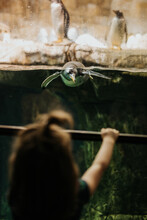 Young Girl Watches Penguins Swim In Aquarium At Zoo