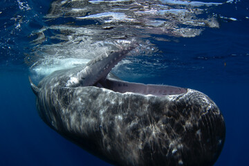 Wall Mural - Sperm whale near the surface. Whale playing in ocean. Marine life. 