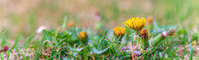 Dandelion In Bloom Between Dried Grass And Sprouts. Image Of Early Spring Scenery