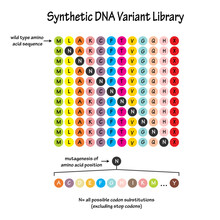 Synthetic DNA Variant Library