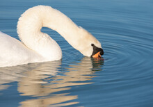 A Close-up With The Head Of A White Swan With Its Beak In The Water Looking For Food