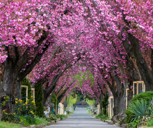 An Alley Among Flowering Japanese Cherry Trees