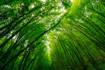 Lush forest. Low angle view of tall green trees.