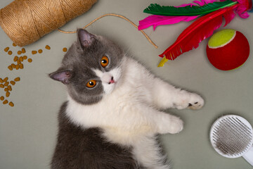 Wall Mural - a british shorthair cat lying down besides with food and the toys horizontal composition