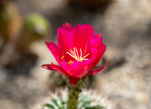 A Close-up With A Cylindropuntia Imbricata Cactus Flower 