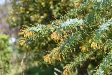 Poster - Cootamundra wattle (Acacia baileyana) After flowers and seedpods. The flowering season is from February to March, and there are multiple seeds in the legumes after flowering.