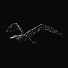 Wandering Albatross Hand Drawing Vector Illustration Isolated On Black Background