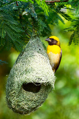 Poster - The Baya Weaver Birds are building nests