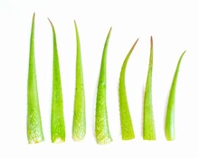 Green Aloe Vera Medicinal Plant Skin Care White Background