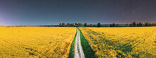 Panorama, Panoramic Elevated View Night Starry Sky Above Country Road Through Field With Flowering Blooming Oilseed Field. Glowing Stars Above Rural Landscape. Starry Sky And Country Dusty Sandy Road